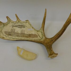 Engraved Moose Antler and Sperm Whale Tooth