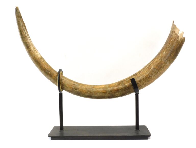 This fossilized Woolly Mammoth tusk had been unearthed in Alaska and sold to a collector in Bourne, Mass.; upon his death, his family consigned it to Marion’s. It was cataloged as from the Pleistocene era and sold to an online buyer in the Midwest for $4,992 ($1,5/2,500).