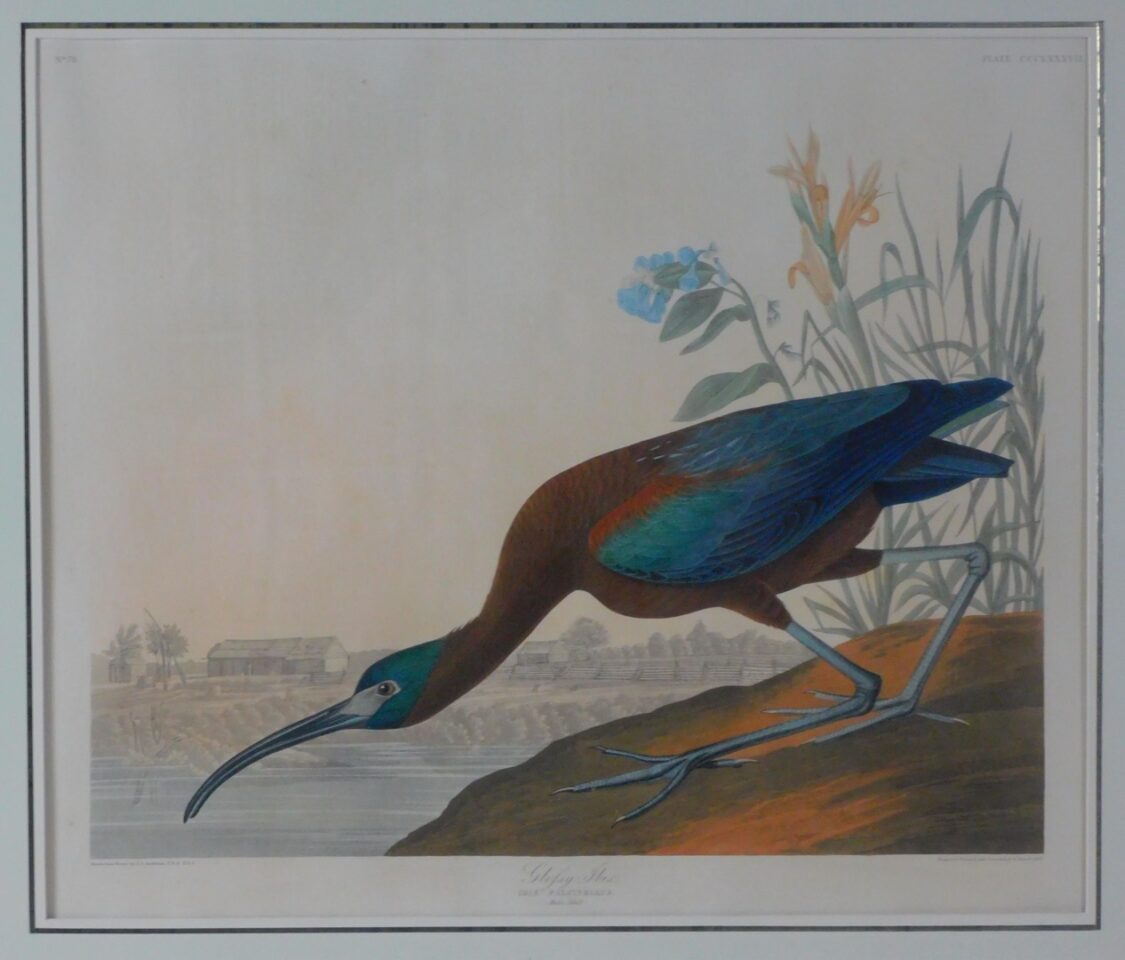 John James Audubon Hand-Colored Aquatint Engraving of Glossy Ibis