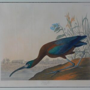 John James Audubon Hand-Colored Aquatint Engraving of Glossy Ibis