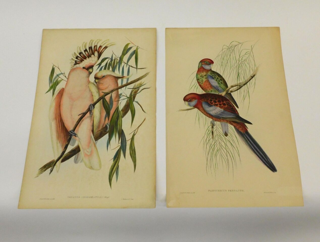 J. Gould & H. C. Richter Hand-Colored Lithographs of Birds