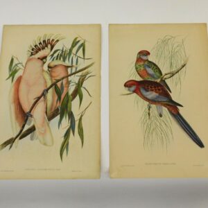 J. Gould & H. C. Richter Hand-Colored Lithographs of Birds