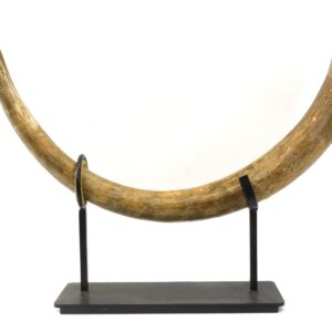 Fossilized Woolly Mammoth Tusk