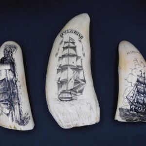 John's Whaleship Pilgrim Scrimshaw Sperm Whale Teeth