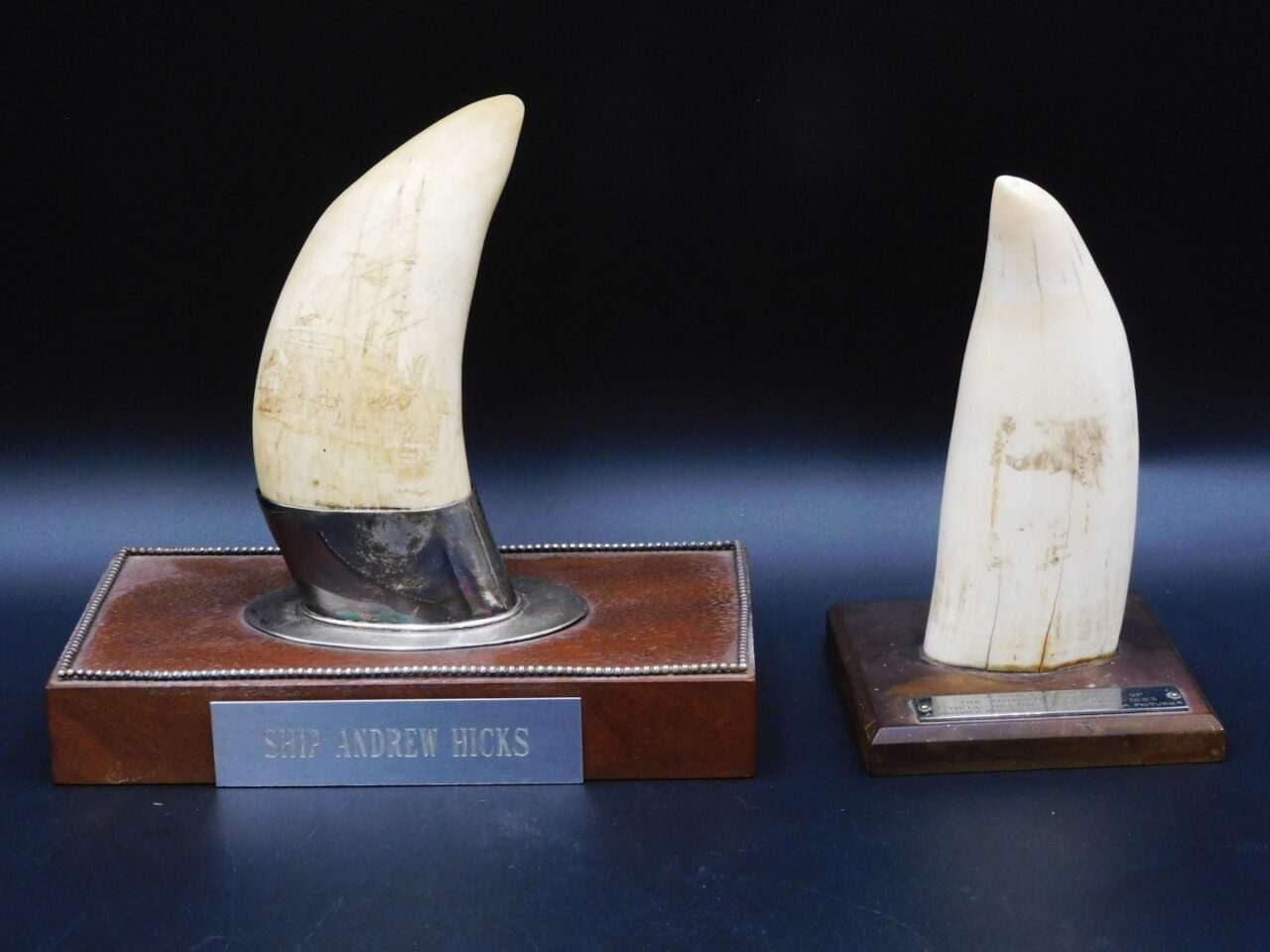 McLaughlin Contemporary Scrimshaw Sperm Whale Teeth