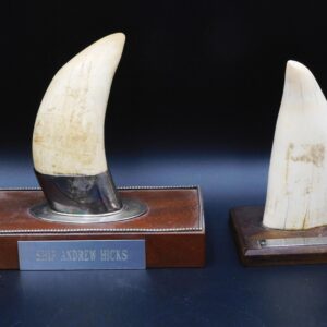 McLaughlin Contemporary Scrimshaw Sperm Whale Teeth