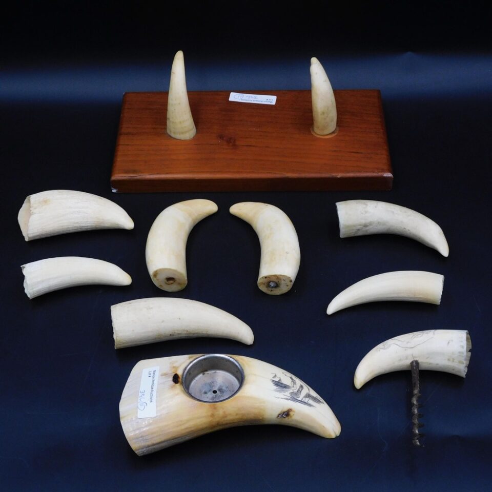 Scrimshawed Sperm Whale Teeth Collection by Unknown Artist