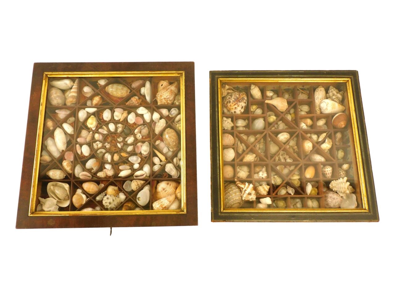 (2) Shellwork displays