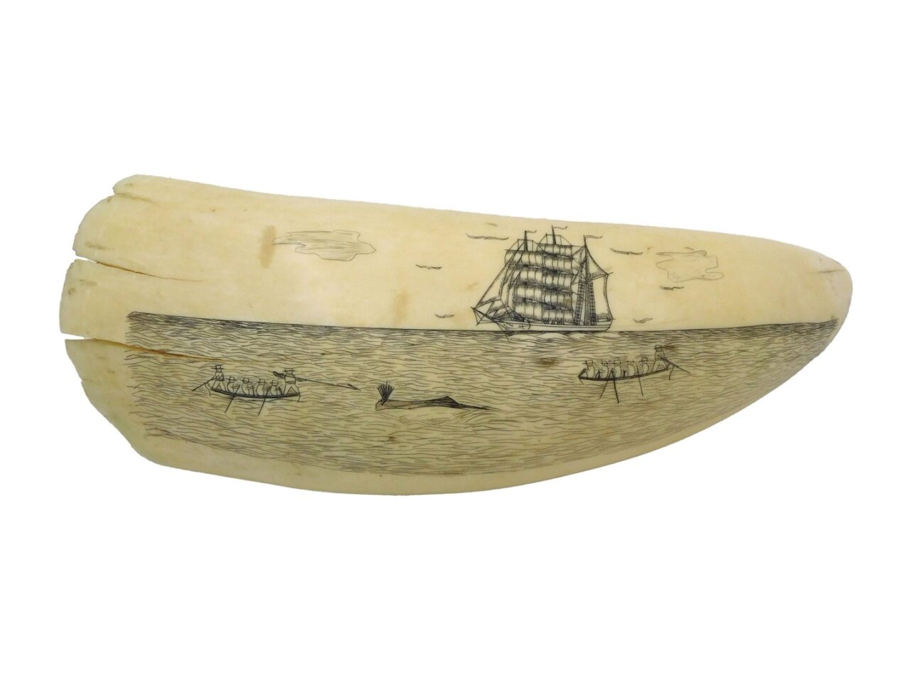 Engraved Scrimshaw Sperm Whale Tooth.