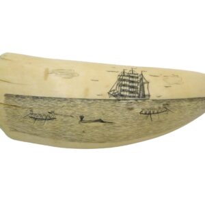 Engraved Scrimshaw Sperm Whale Tooth.