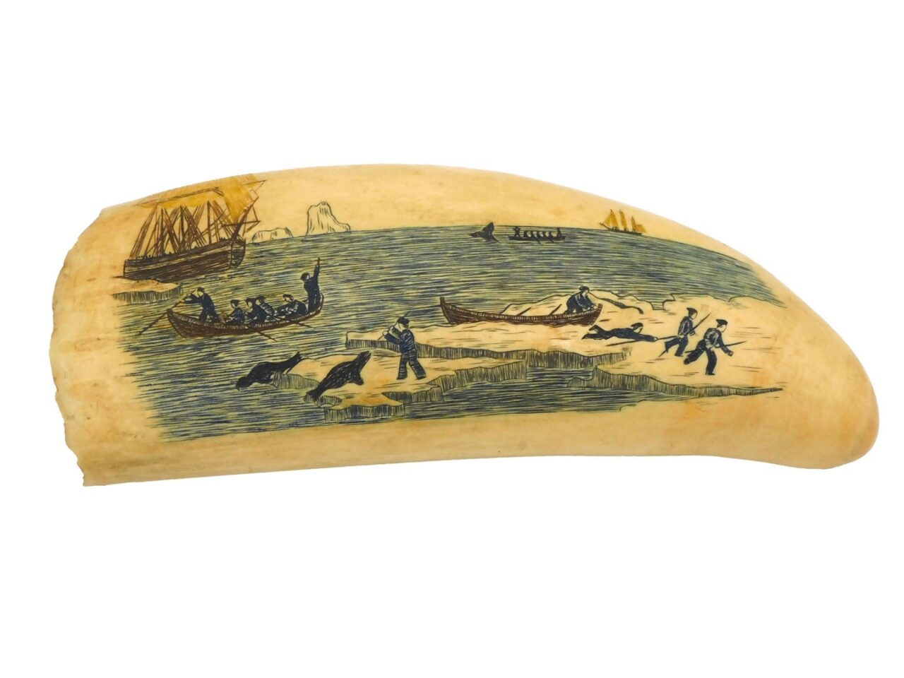 Scrimshaw Sperm Whale Tooth.