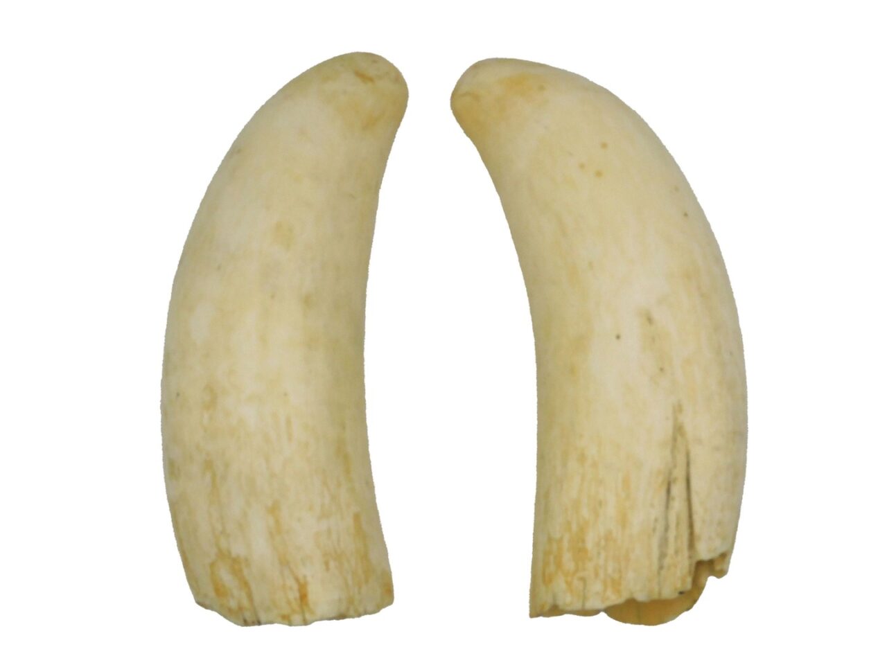 Pair Of Polished Sperm Whale Teeth.