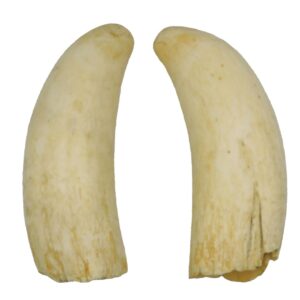 Pair Of Polished Sperm Whale Teeth.