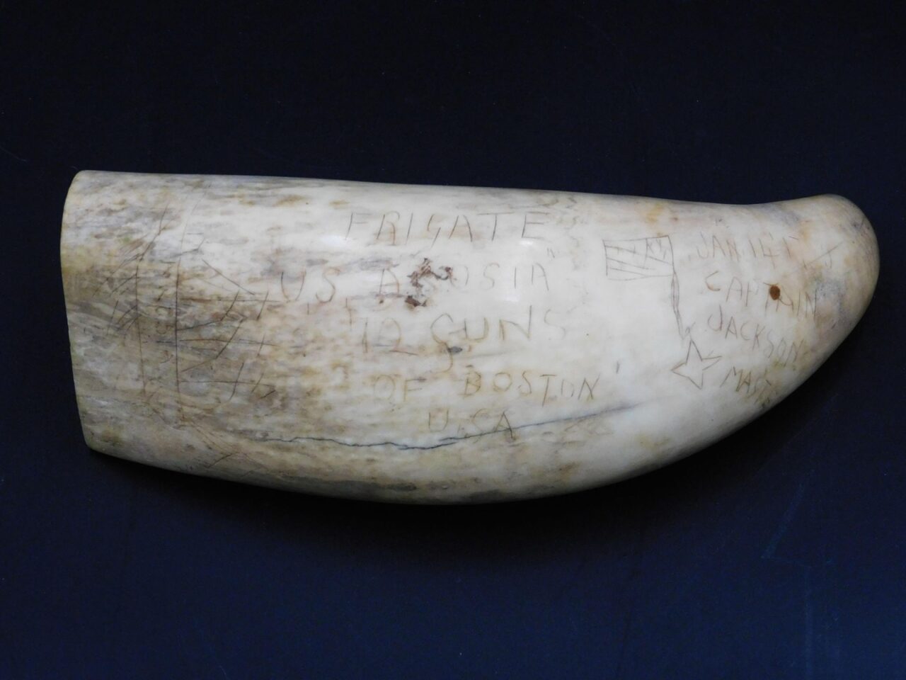 Captain Jackson Scrimshaw Sperm Whale Tooth