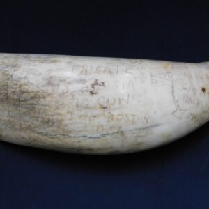 Captain Jackson Scrimshaw Sperm Whale Tooth