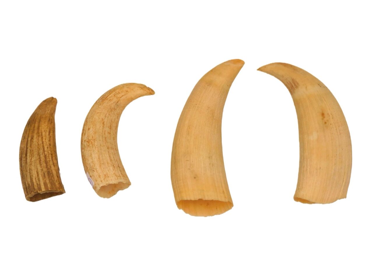 (4) Raw Sperm Whale Teeth.