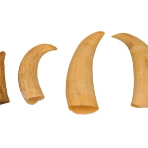 (4) Raw Sperm Whale Teeth.