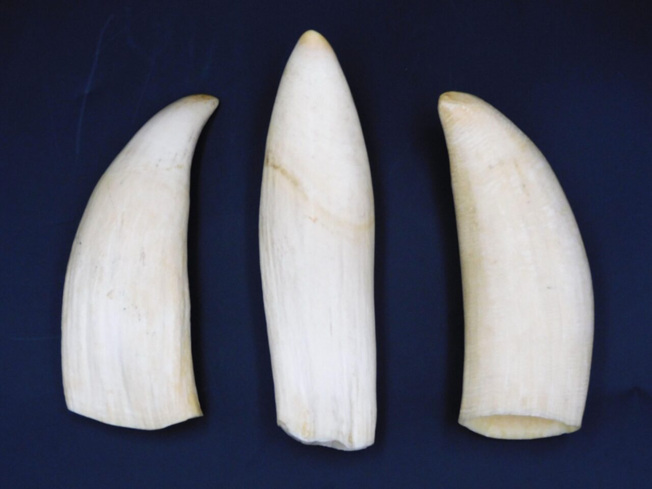 Antique Sperm Whale Teeth