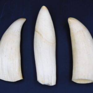 Antique Sperm Whale Teeth